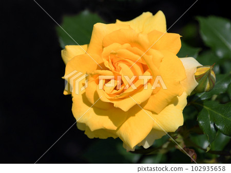 黃玫瑰金兔子 102935658