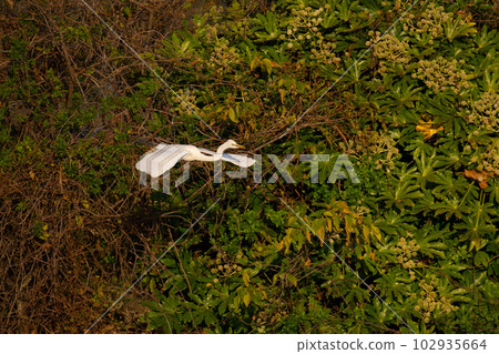 Great Egret in flight in winter03 102935664