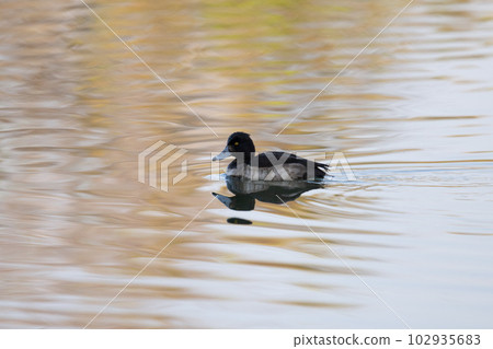 冬天在河面上游動的絨鴨 102935683