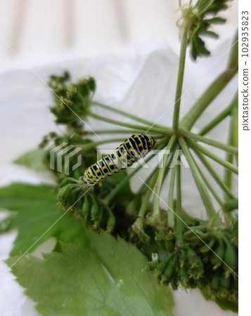 Swallowtail butterfly Swallowtail butterfly Swallowtail butterfly Butterfly butterfly 102935823