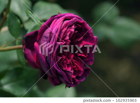 Deep reddish purple rose The Prince Deep reddish purple rose The Prince 102935903