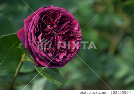 Deep reddish purple rose The Prince Deep reddish purple rose The Prince 102935904