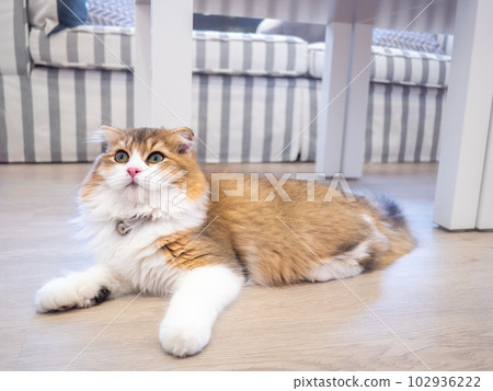 Persian cat lay down on the floor and looked at something Persian cat lay down on the floor and looked at something 102936222