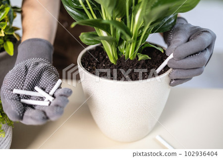female gardener hands in gloves adding houseplants fertilizer chopsticks to pot female gardener hands in gloves adding houseplants fertilizer chopsticks to pot 102936404