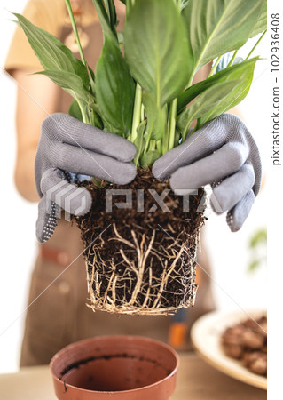 Closeup of female gardener and houseplant spathiphyllum root system Closeup of female gardener and houseplant spathiphyllum root system 102936408