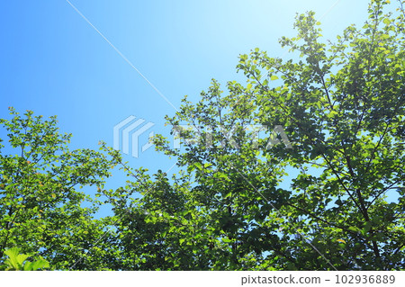 Fresh green 102936889