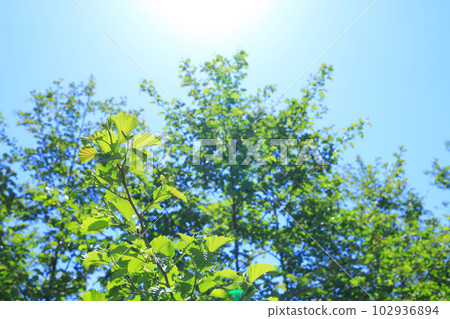 Fresh green Fresh green 102936894