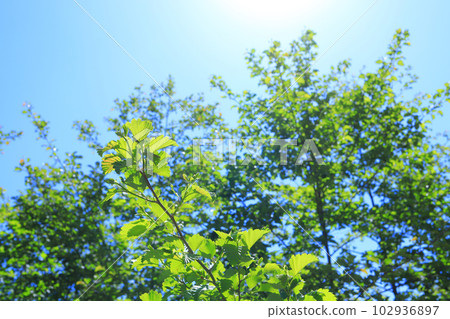 Fresh green 102936897