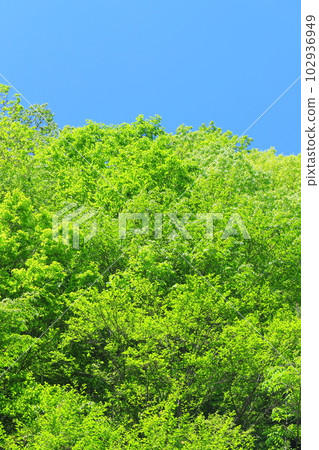 Fresh green 102936949