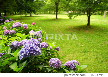 繡球花和廣場 102937959