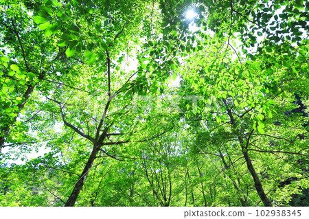 Fresh green of sunbeams through 102938345