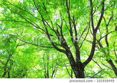 Fresh green of sunbeams through Fresh green of sunbeams through 102938449
