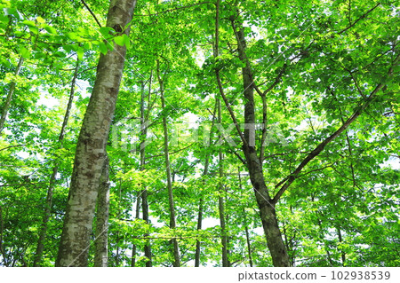 Fresh green of sunbeams through 102938539