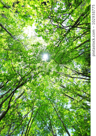 Fresh green of sunbeams through Fresh green of sunbeams through 102938775