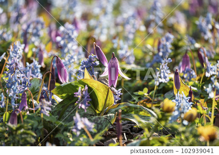 山野草林 102939041
