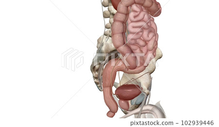 Colon, lower and upper half of the intestine, from which water is removed from solid waste Colon, lower and upper half of the intestine, from which water is removed from solid waste 102939446