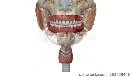 The upper gastrointestinal organs include the mouth, esophagus The upper gastrointestinal organs include the mouth, esophagus 102939448