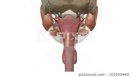The upper gastrointestinal organs include the mouth, esophagus The upper gastrointestinal organs include the mouth, esophagus 102939449