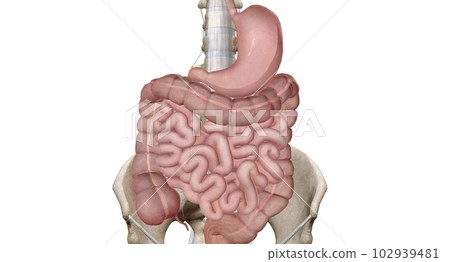 Sphincters a ring shaped muscle that relaxes or tightens to open 102939481