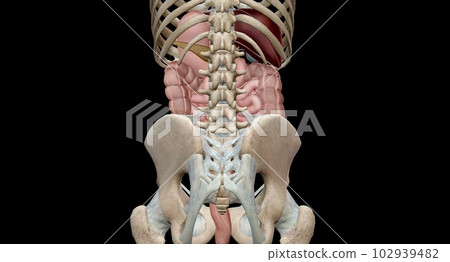 The lower GI tract consists of the large intestine and the anus. 102939482