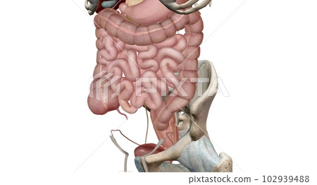 Colon, lower and upper half of the intestine, from which water is removed from solid waste Colon, lower and upper half of the intestine, from which water is removed from solid waste 102939488