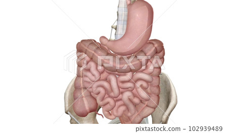 Sphincters a ring shaped muscle that relaxes or tightens to open Sphincters a ring shaped muscle that relaxes or tightens to open 102939489