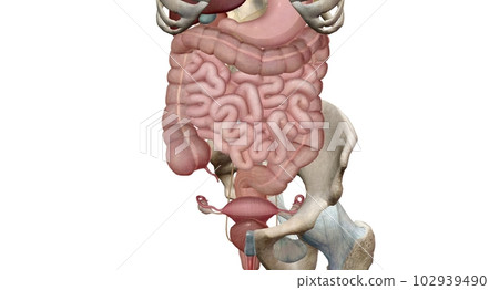 Colon, lower and upper half of the intestine, from which water is removed from solid waste Colon, lower and upper half of the intestine, from which water is removed from solid waste 102939490