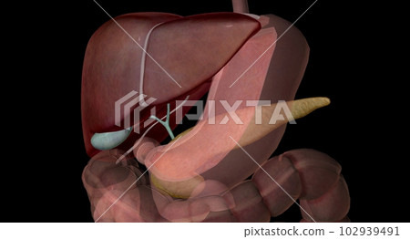 Auxiliary organs are secretory organs such as the liver, gallbladder, and pancreas. Auxiliary organs are secretory organs such as the liver, gallbladder, and pancreas. 102939491