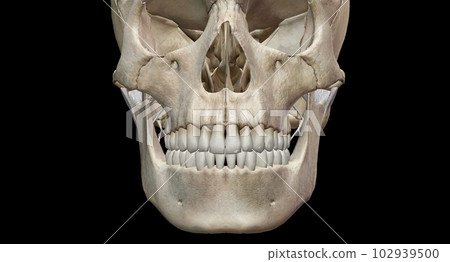 The teeth are the hardest substances in the human body. 102939500