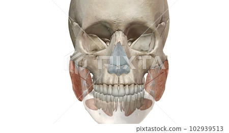 Salivary glands make saliva, which aids in digestion, keeps your mouth moist and supports healthy teeth. Salivary glands make saliva, which aids in digestion, keeps your mouth moist and supports healthy teeth. 102939513