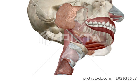The upper gastrointestinal organs include the mouth, esophagus The upper gastrointestinal organs include the mouth, esophagus 102939518