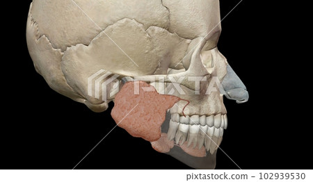 Salivary glands make saliva, which aids in digestion, keeps your mouth moist and supports healthy teeth. 102939530
