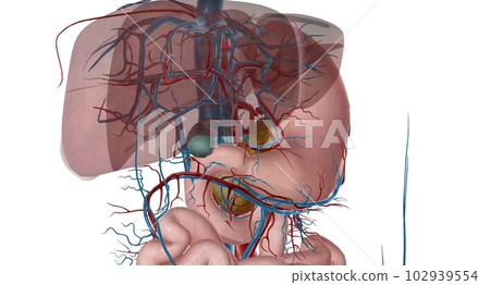 Blood Supply to the Intestines 102939554