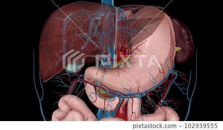 Blood Supply to the Intestines Blood Supply to the Intestines 102939555