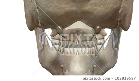 The teeth are the hardest substances in the human body. 102939557