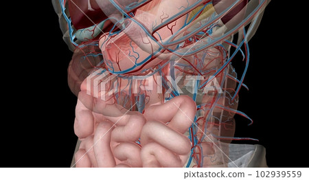 The lesser curvature of the stomach is supplied by the left and right gastric ery 102939559