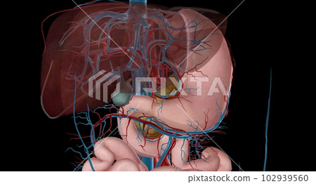 Blood Supply to the Intestines 102939560