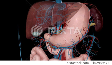 Blood Supply to the Intestines Blood Supply to the Intestines 102939572