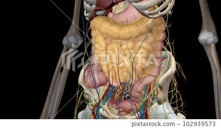 The intestines are a long, continuous tube running from the stom The intestines are a long, continuous tube running from the stom 102939573