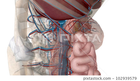 The lesser curvature of the stomach is supplied by the left and right gastric ery The lesser curvature of the stomach is supplied by the left and right gastric ery 102939579