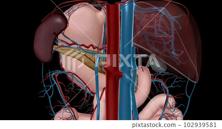 Blood Supply to the Intestines Blood Supply to the Intestines 102939581
