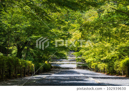 京都嵯峨嵐山二尊院的夏天,綠意盎然,秋葉巴巴 京都嵯峨嵐山二尊院的夏天,綠意盎然,秋葉巴巴 102939630