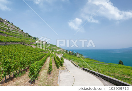 Beautiful sunny landscape with vineyards near lake Beautiful sunny landscape with vineyards near lake 102939713