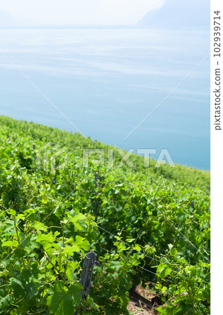 Beautiful sunny landscape with vineyards near lake 102939714