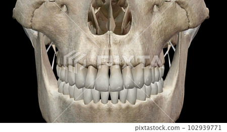 The teeth are the hardest substances in the human body. 102939771