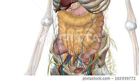The intestines are a long, continuous tube running from the stomach to the anus. 102939772
