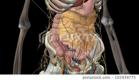 The intestines are a long, continuous tube running from the stomach to the anus. The intestines are a long, continuous tube running from the stomach to the anus. 102939775