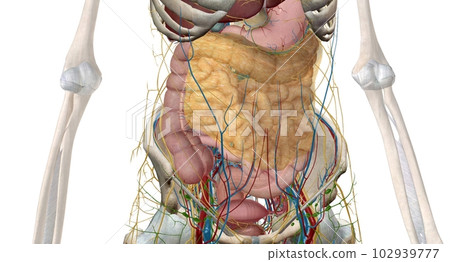 The intestines are a long, continuous tube running from the stom 102939777