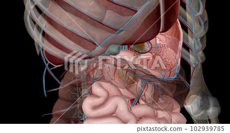 The lesser curvature of the stomach is supplied by the left and right gastric ery 102939785