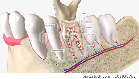 The teeth are hard structures in the mouth that break down food at the beginning of digestion. The teeth are hard structures in the mouth that break down food at the beginning of digestion. 102939792